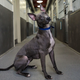 Illustration for article titled California Pet Stores Can Now Only Sell Rescue or Shelter Dogs And Cats